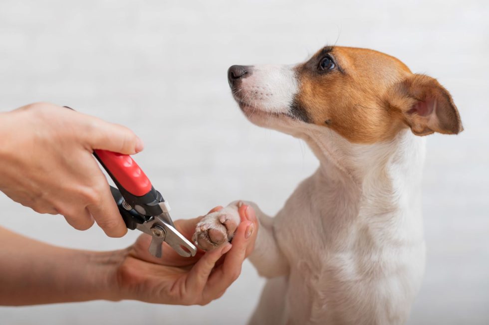 How to Properly Trim Your Pet’s Nails | Jacksonville Community Pet Clinics