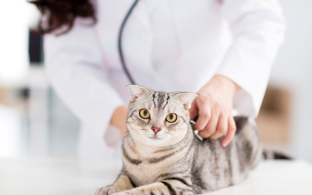 Vets Recommend Screening Tests for Early Disease Detection