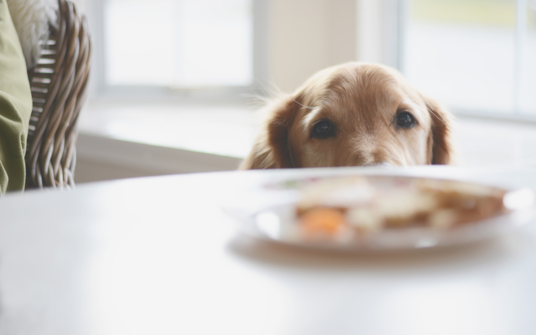People Foods That Are Never Pet-Friendly