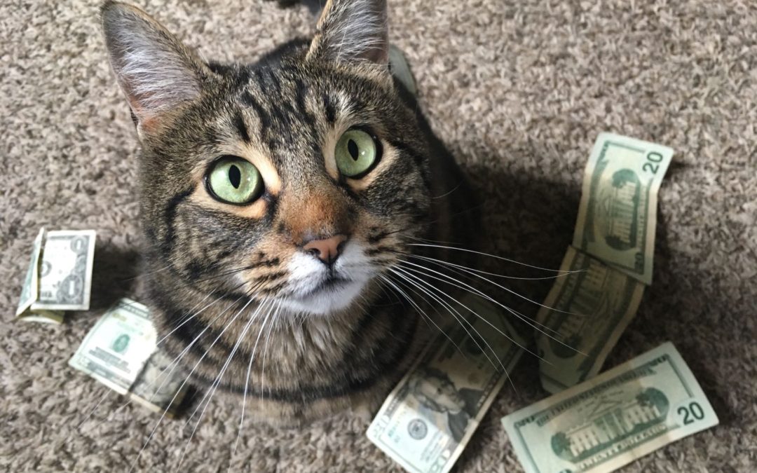 Jacksonville Community Pet Clinic Cat with Money